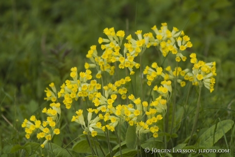 Primula veris