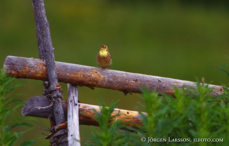 Sparrow Emberiza aureola