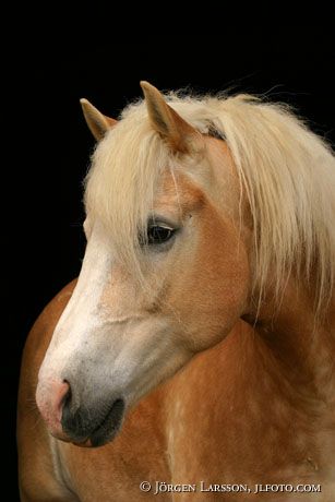 Haflinger