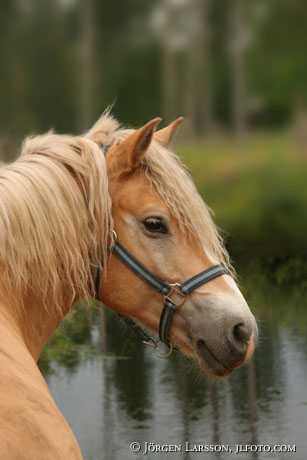 Haflinger