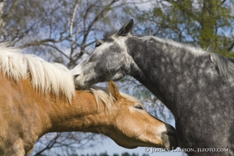 Haflinger Connemara