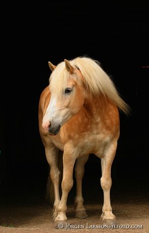 Haflinger