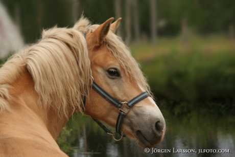 Haflinger