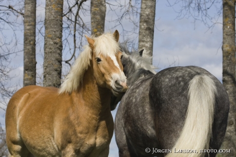 Haflinger Connemara