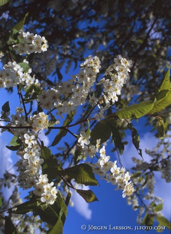 bird cherry