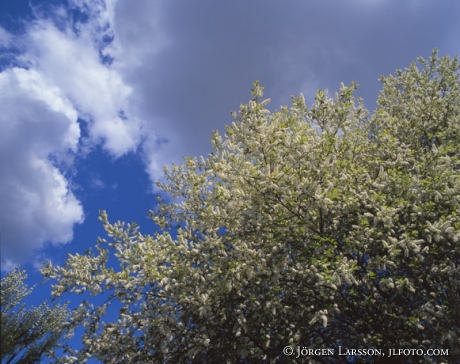 Bird cherry