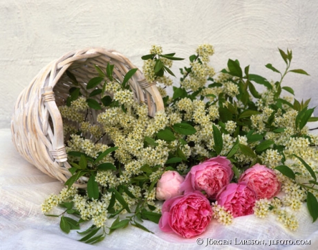 mixed flowers