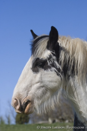 Irish cob