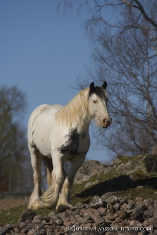 Irish cob