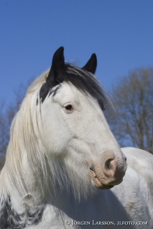 Irish cob