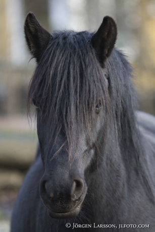 North swedish trotter