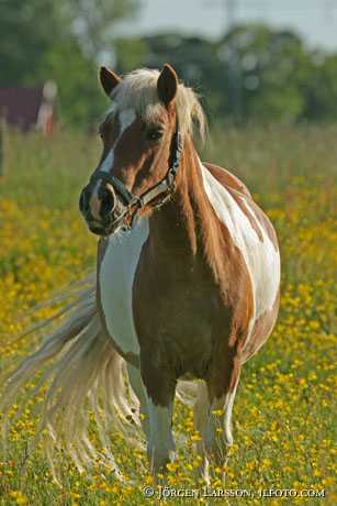 Horse pony