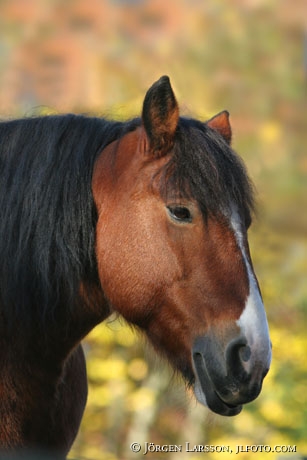 North Swedish Trotter