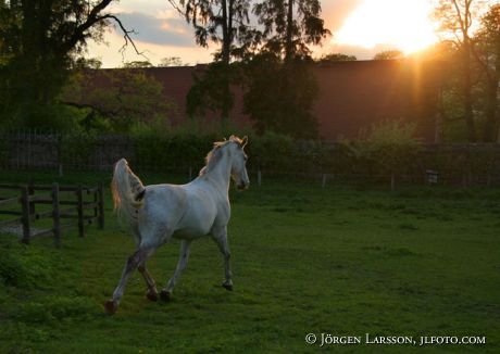 Horse att Vanas Skane Sweden swedish warmblood