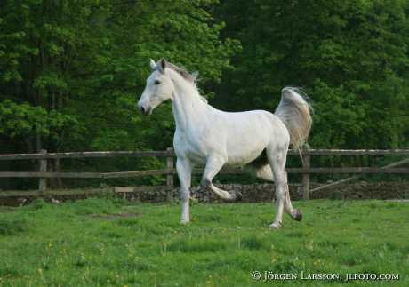 Swedish warmblood