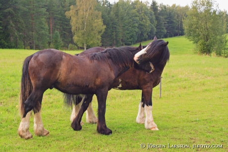 Horses