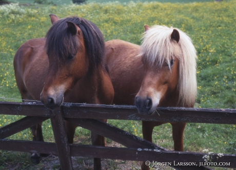 Shetland ponie