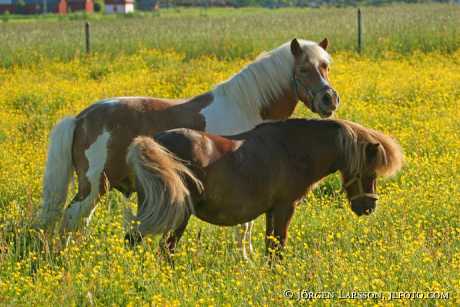 Horses flowers