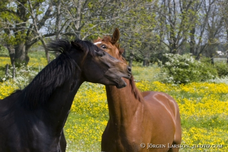 Horses Gotland