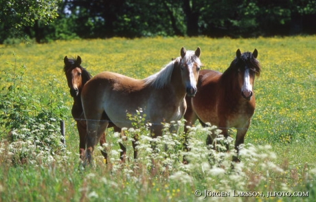 North Swedish Trotter 