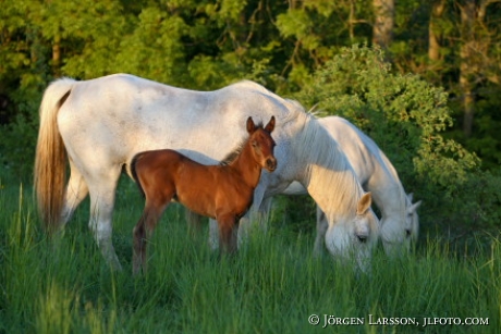 Horses with foal