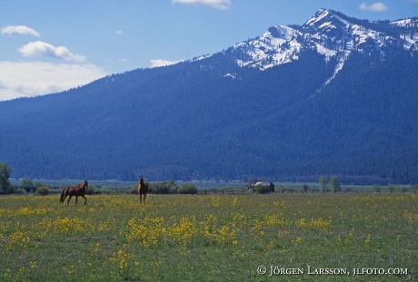 Horses California USA