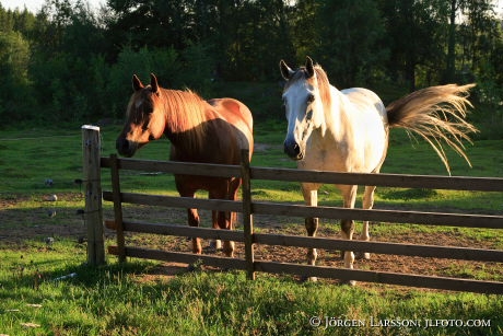 Horses