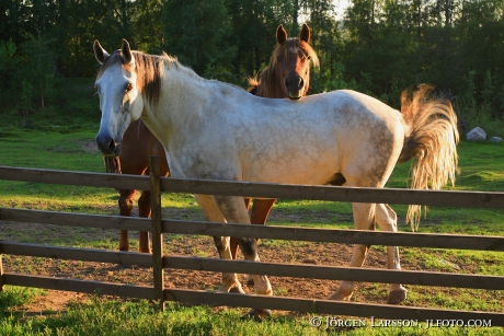 Horses