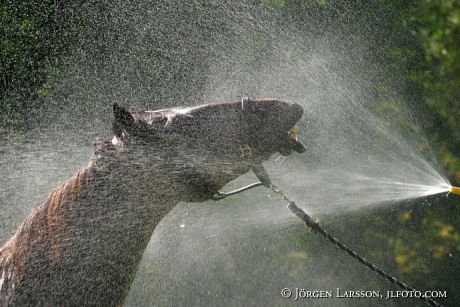 Horse shower