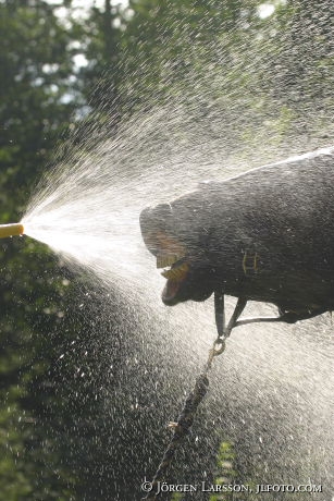 Horse shower