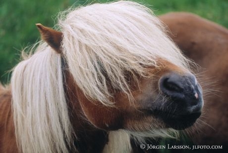 Shetland