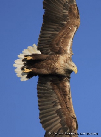 White tailed eagle    Seaeagle
