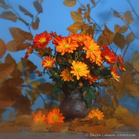 Autumnflowers