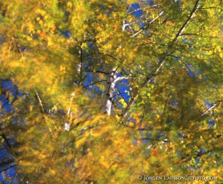 Birch autumn