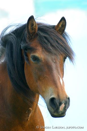 North Swedish Trotter