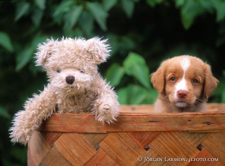 Dog with Teddy