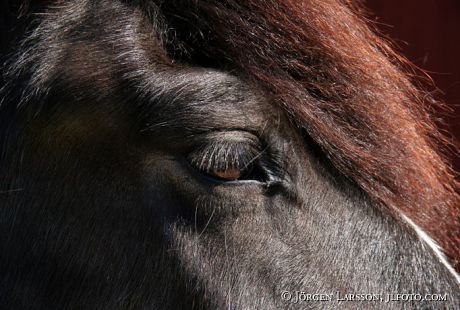 North Swedish Trotter