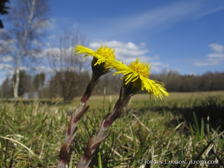 Butterbur Botkyrka Sweden