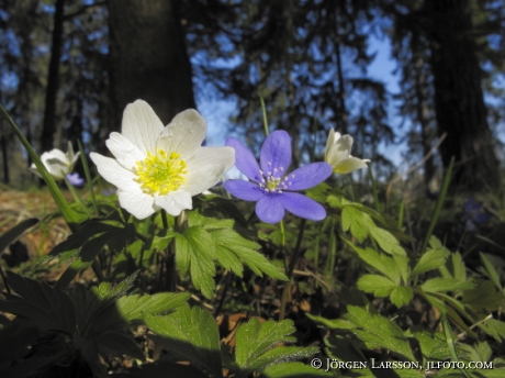 wood anemone blue anemorte 