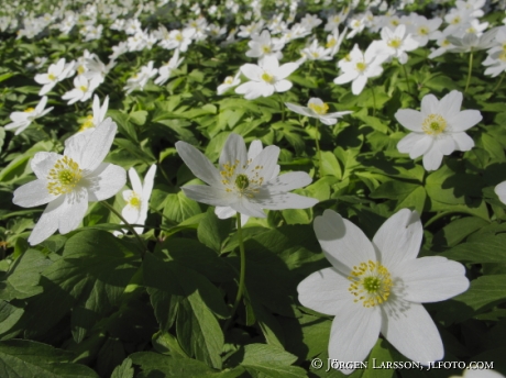 wood anemone  