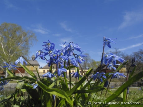 Scilla Skansen Stockholm Sweden