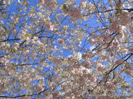 Cherry trees  Stockholm 