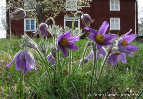 Pulsatilla vulgaris Mill Djursdala Smaland Sweden