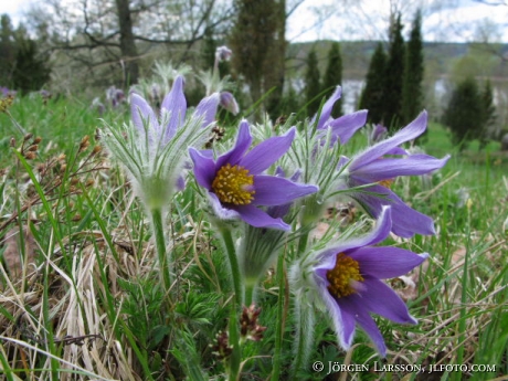 Pulsatilla vulgaris Mill Djursdala Smaland Sweden