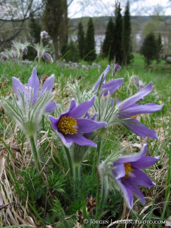 Pulsatilla vulgaris Mill Djursdala Smaland Sweden