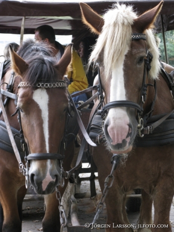 Horses Luneburg Germany