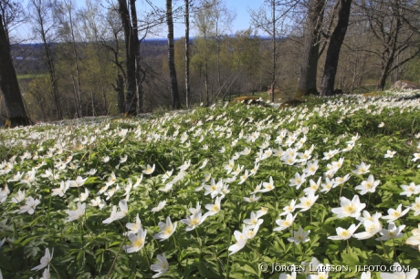 Spring wood anemone anemone nemorosa 