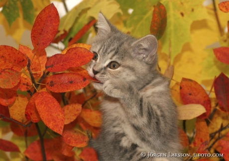 Kattunge bland löv 