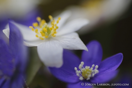 Springflowers