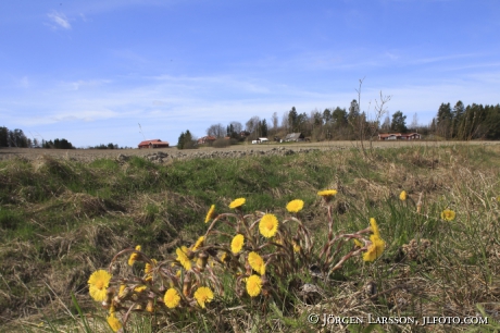 Tussilago farfara